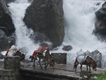 Mules carrying loads past the Rupsi Chhara water falls